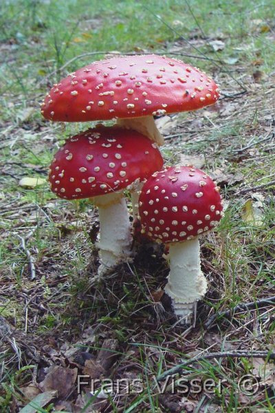 Paddenstoelen 9.JPG